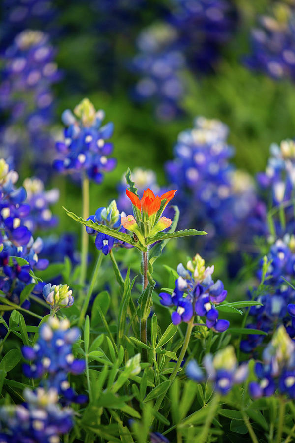 Stand Out - Indian Paintbrush In Field Of Texas Bluebonnets Photograph