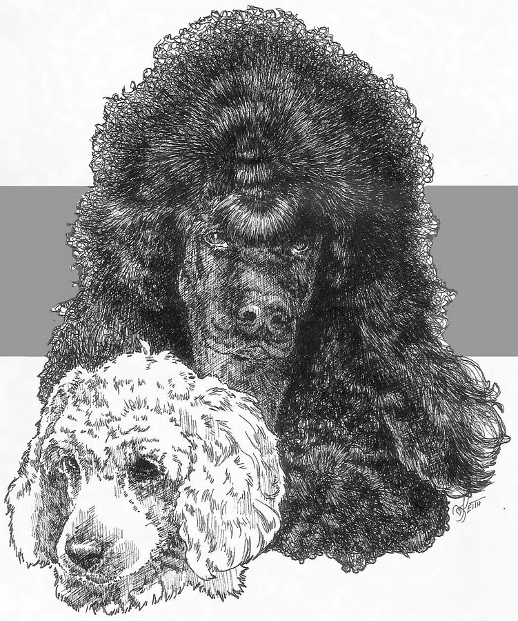 Standard Poodle and Pup Drawing by Barbara Keith