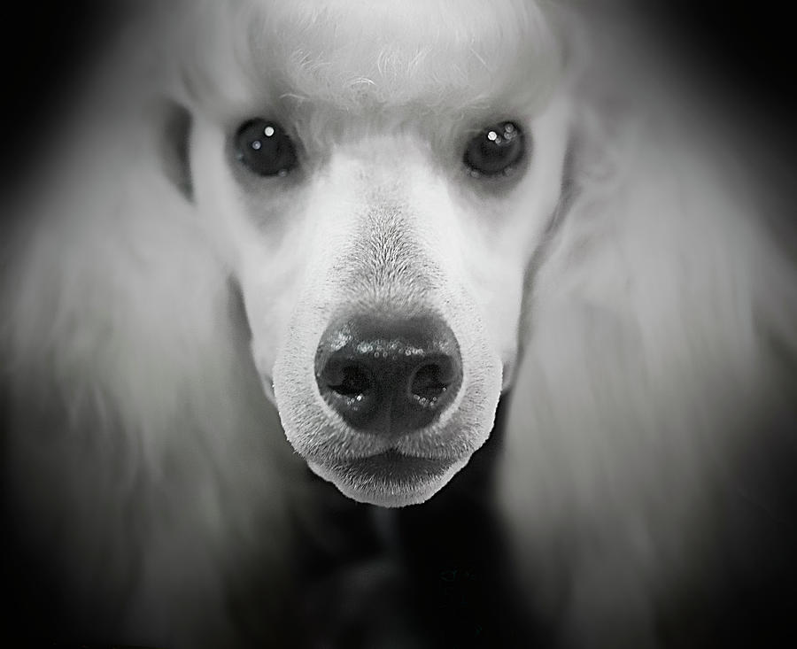 Animal Photograph - Standard Poodle by Lori Hutchison