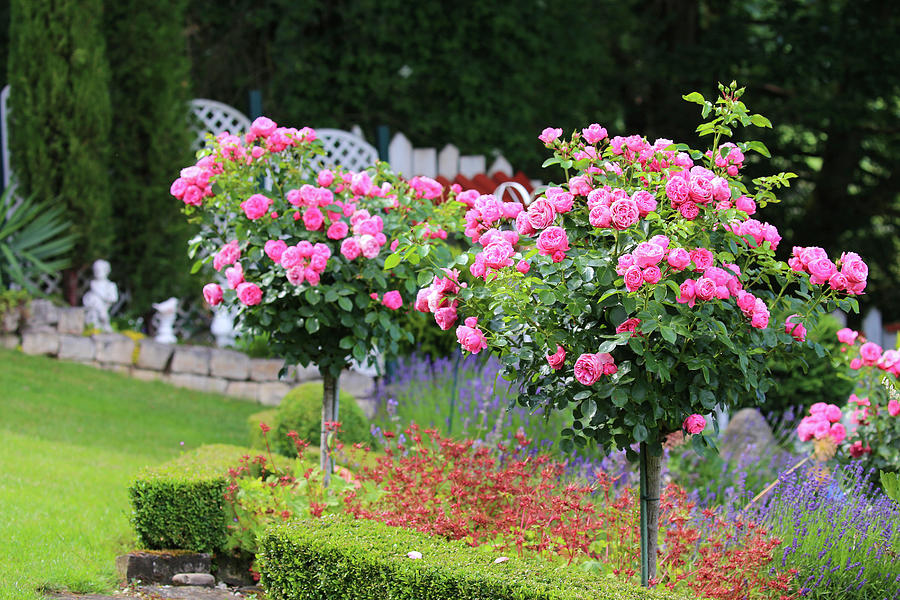 Standard Roses In Sloping Garden Photograph by Domingo Vazquez