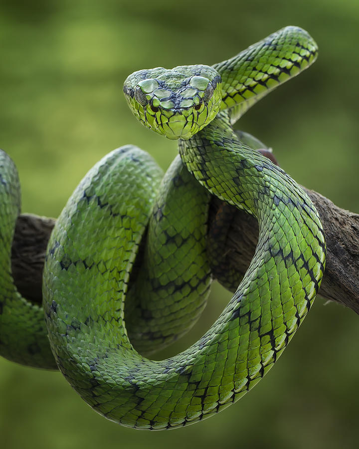Snake Photograph - Standby by Tantoyensen