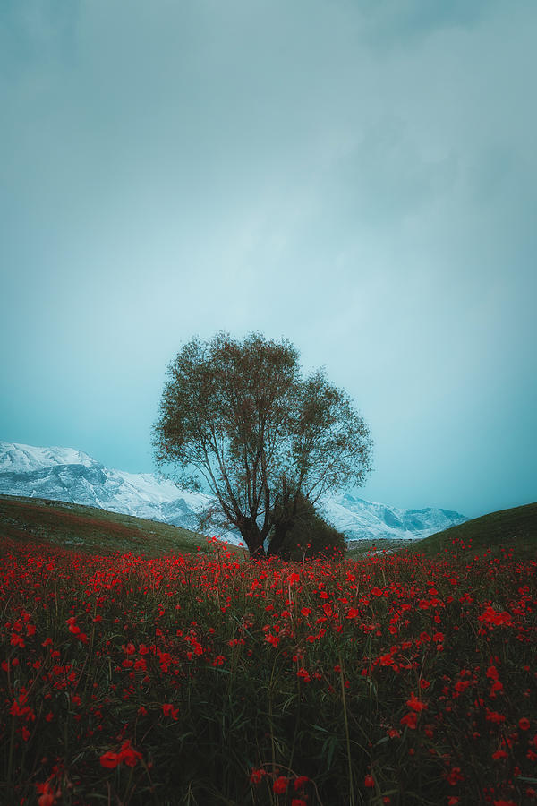 Standing Alone Photograph by Asef Azimaie