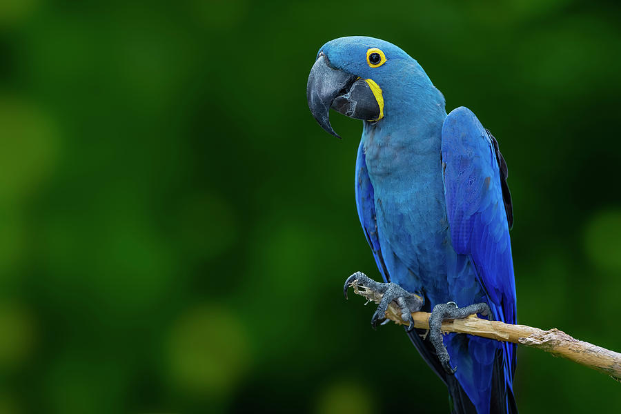 Macaw Photograph - Standing Alone by Jonathan Ross