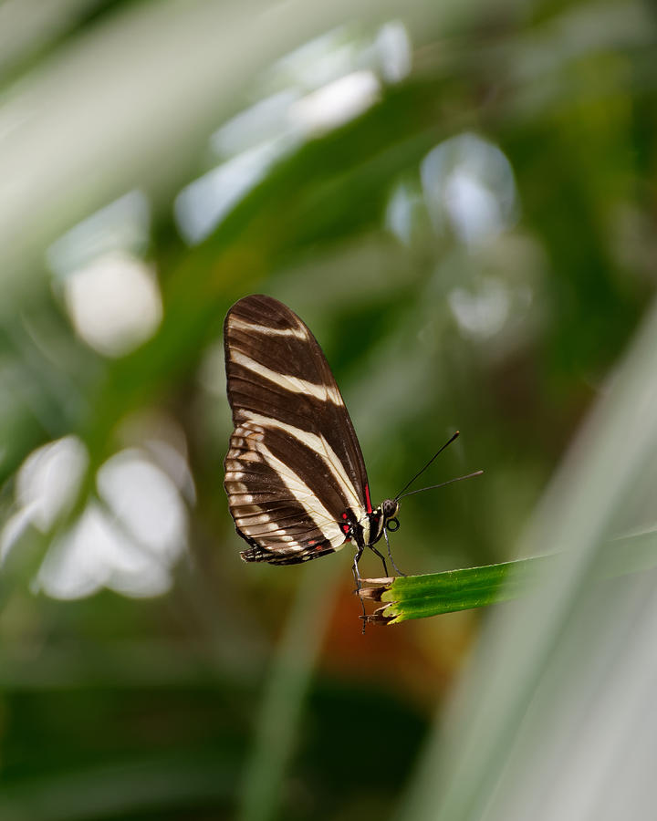 Standing at the Edge -- Zebra Longwing Butterfly at San Diego Zoo Safari Park, California Photograph by Darin Volpe