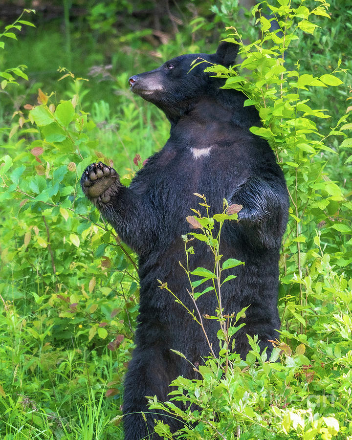 black bear standing mount