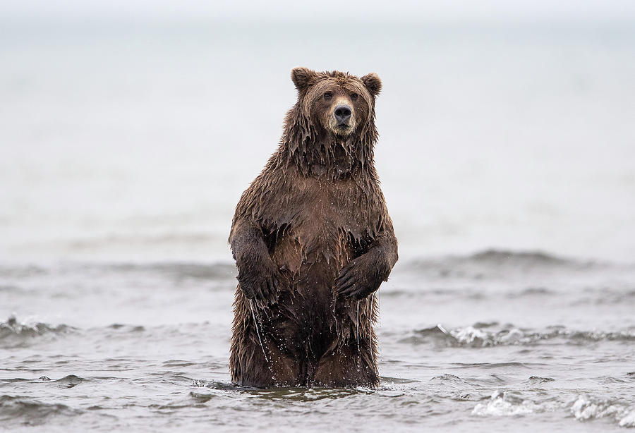 Standing Brown Bear Photograph by Max Waugh