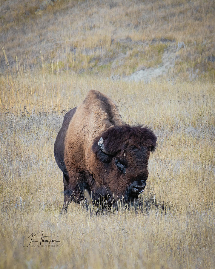 Standing Bull Photograph by Jim Thompson