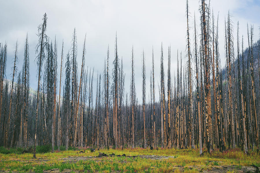 Standing Burned Trees From A Forest Fire Photograph by Cavan Images ...