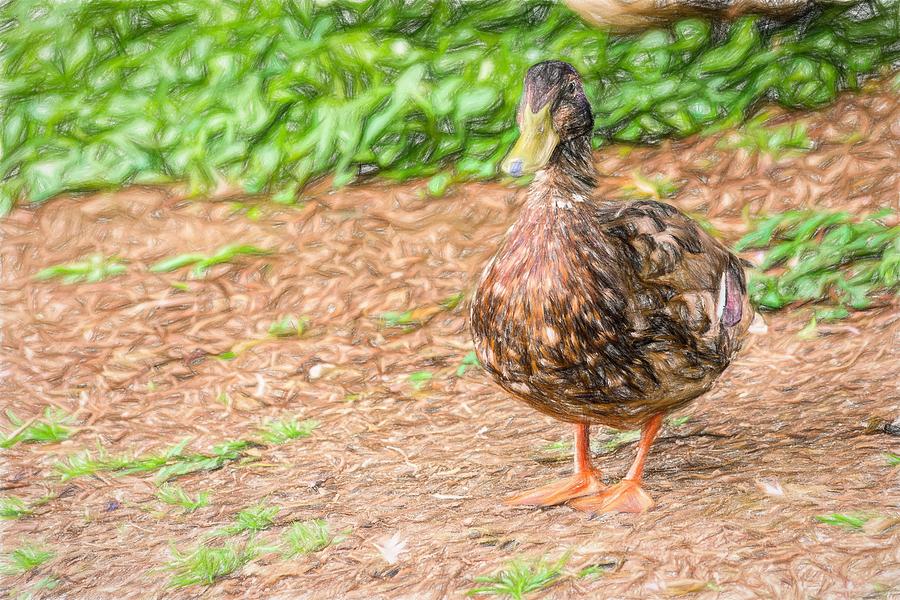 Standing Duck Colored Pencil Photograph by Don Northup