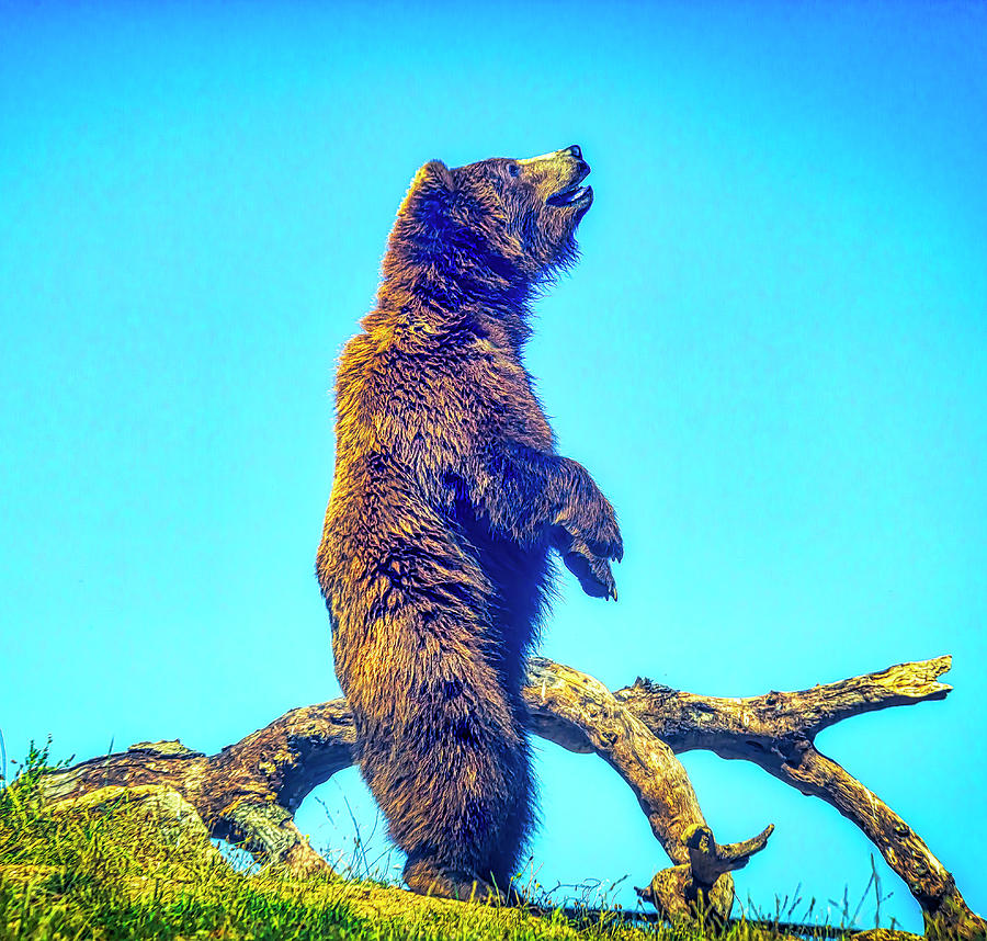 Standing Grizzly Bear Photograph by Garry Gay