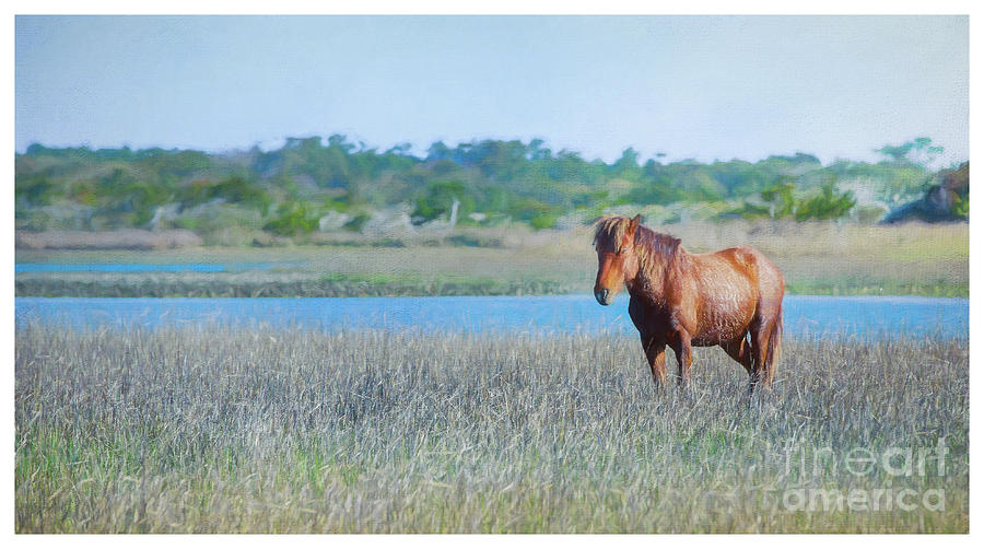 Wild Horse of Outerbanks photograph Photograph by JBK Photo Art
