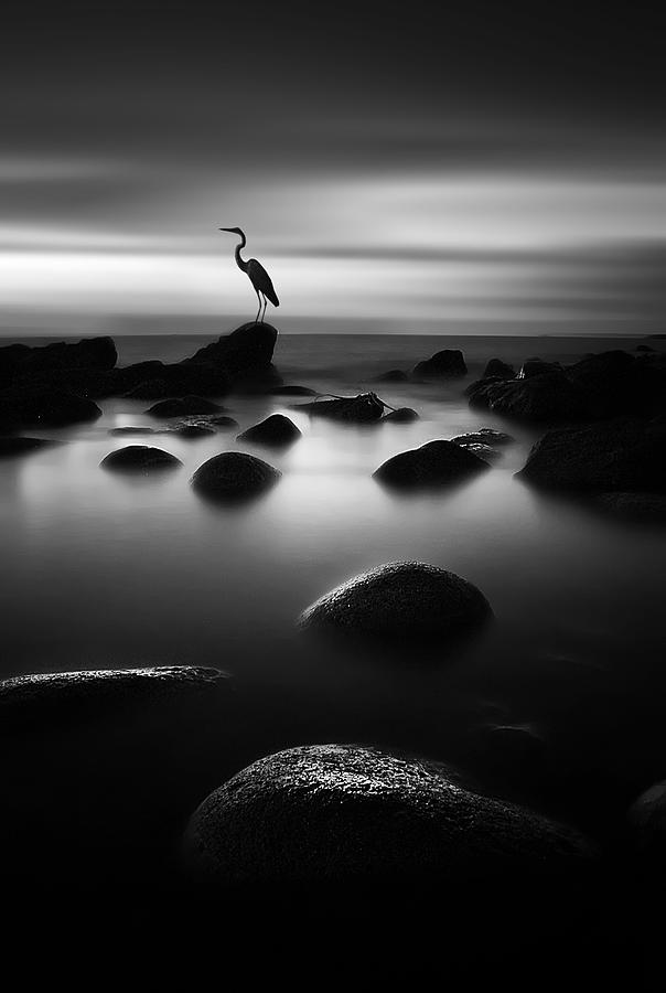 Heron Photograph - Standing In The Darkness by Amaluddin