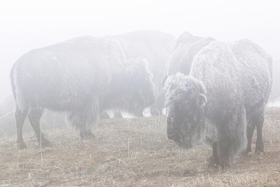 Bison Photograph - Standing In The Frozen Fog by Brian Gustafson