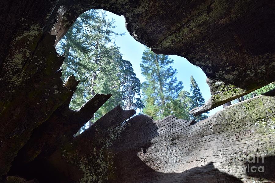 Standing Inside a Fallen Sequoia Looking Out Photograph by Leslie M Browning