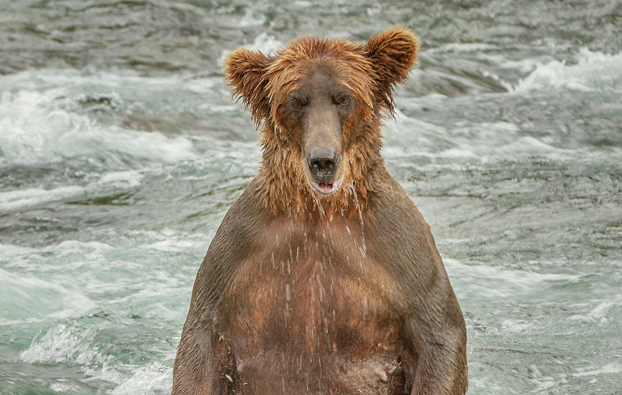 standing angry grizzly bear