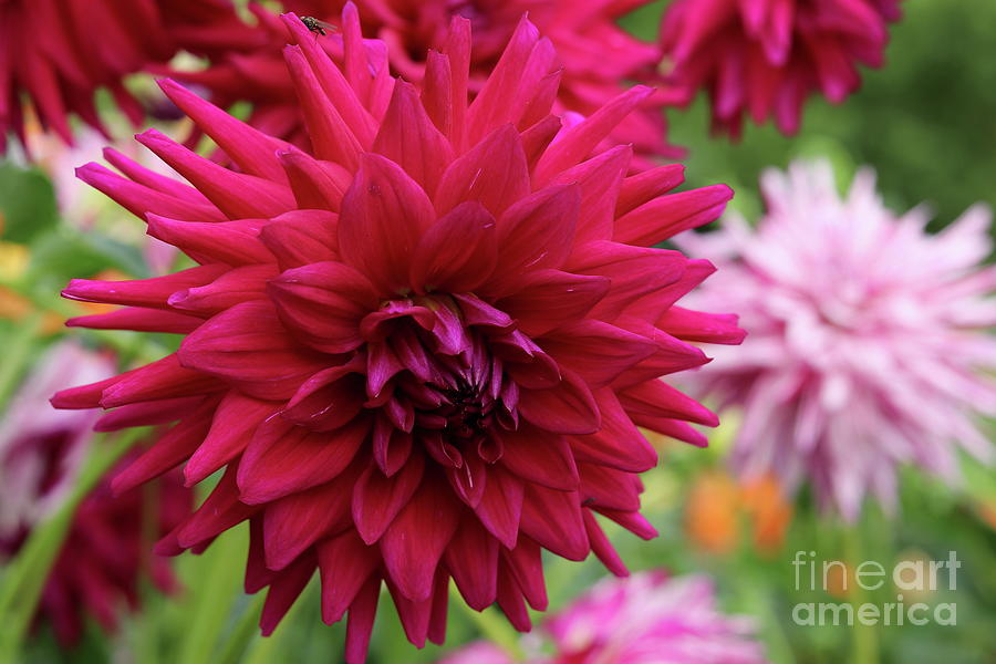 Red Dahlia Photograph - Standing Out From The Crowd by Christiane Schulze Art And Photography Red Dahlia Photograph - Standing Out From The Crowd by Christiane Schulze Art And Photography