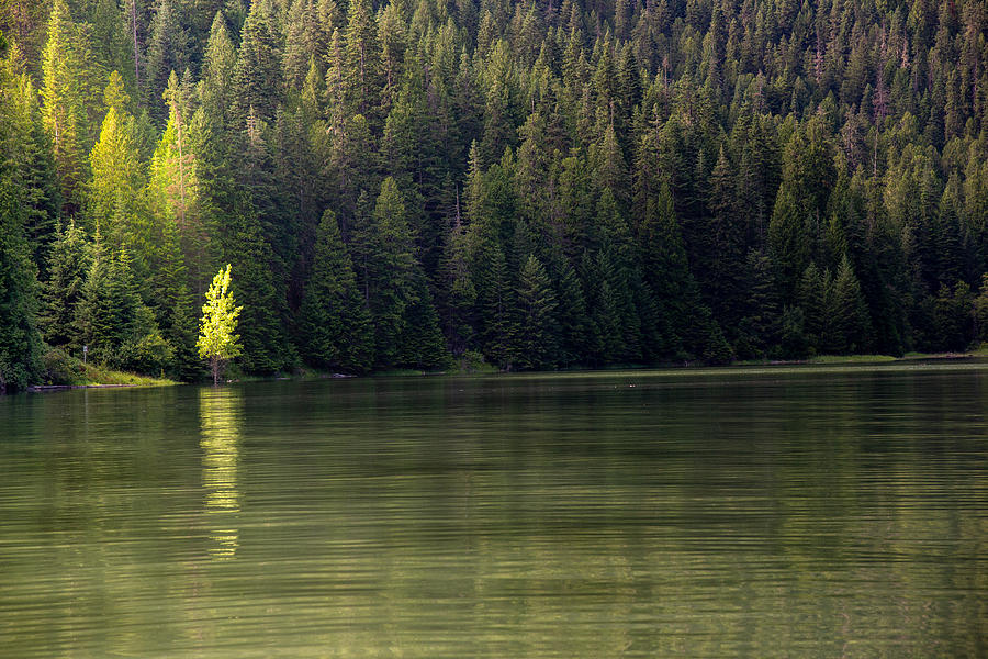 Standing out Photograph by Jenny Bowles - Fine Art America