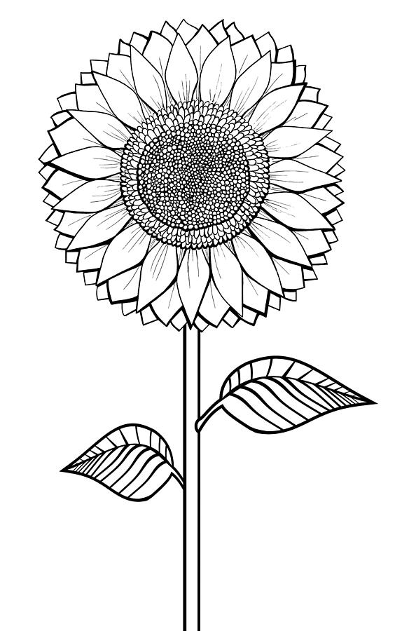 Featured image of post Sunflower Images For Drawing / Choose from a curated selection of sunflower photos.