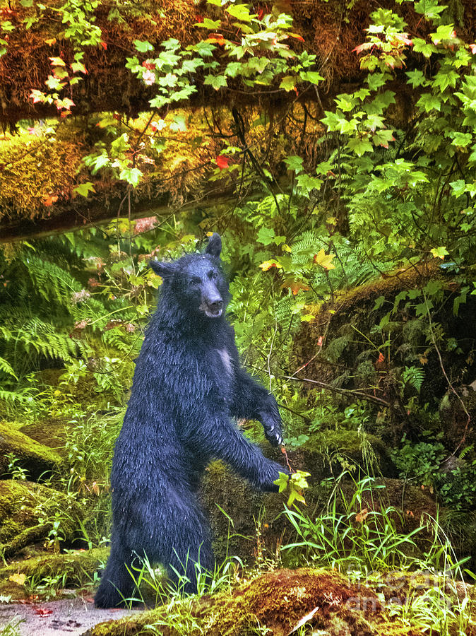 Standing Tall. Photograph by Alex Preiss - Fine Art America