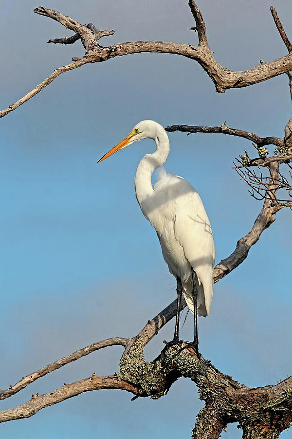Standing Tall - Birds - Great Egret Photograph by HH Photography of Florida