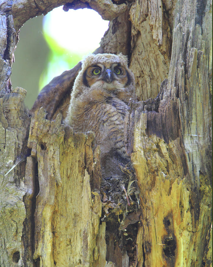 Standing Tall - Juvenile Great Horned Owl Photograph by Herbert L Fields Jr