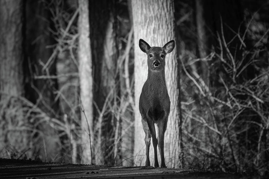 Standing Tall Photograph by Michael Hubley
