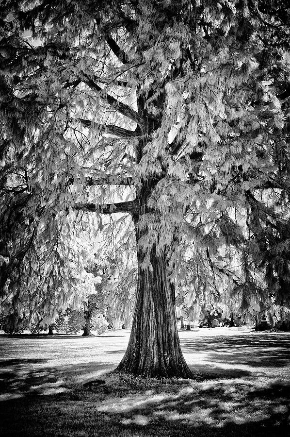 Standing Tall Old Tree - I R Photograph by Paul W Faust - Impressions of Light