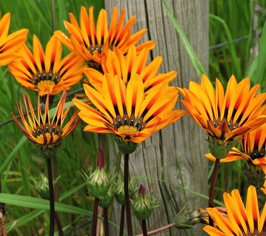 Standing to Attention by Joan Stratton Standing to Attention by Joan Stratton