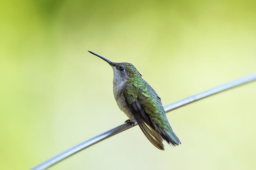 Standing Watch - Ruby Throated Hummingbird - Trochilus colubris Photograph by Spencer Bush