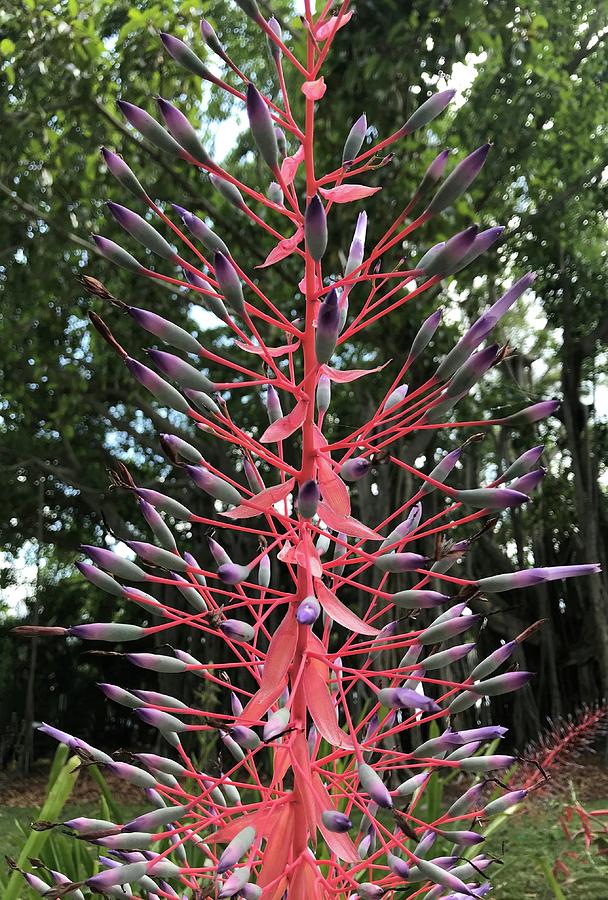 Standout Blossom Photograph by Barbie Corbett-Newmin