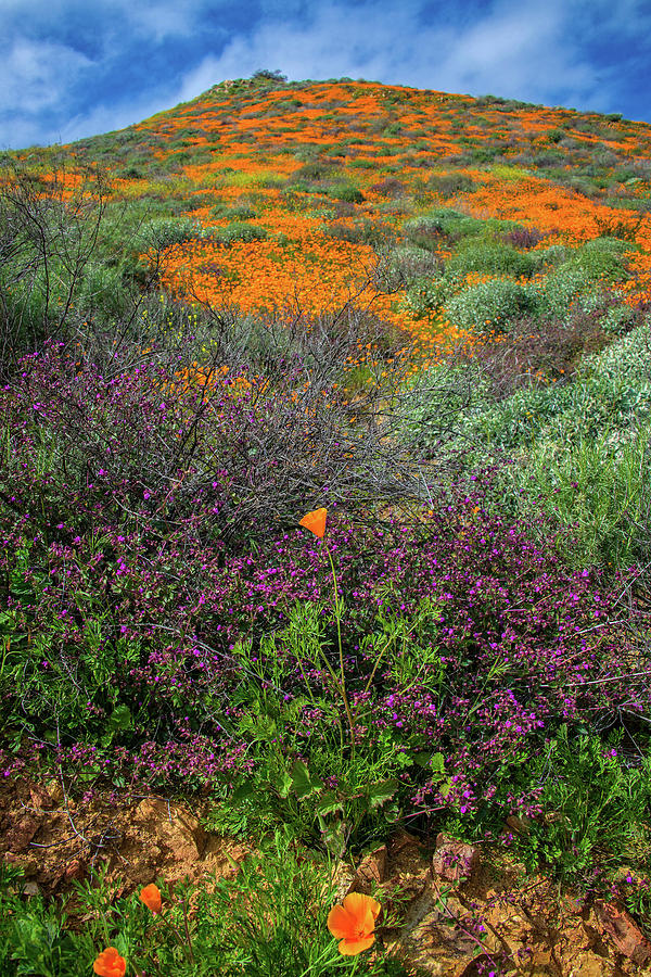 Standout Wildflowers of the 2019 Spring Bloom in Walker Canyon Photograph by Lynn Bauer