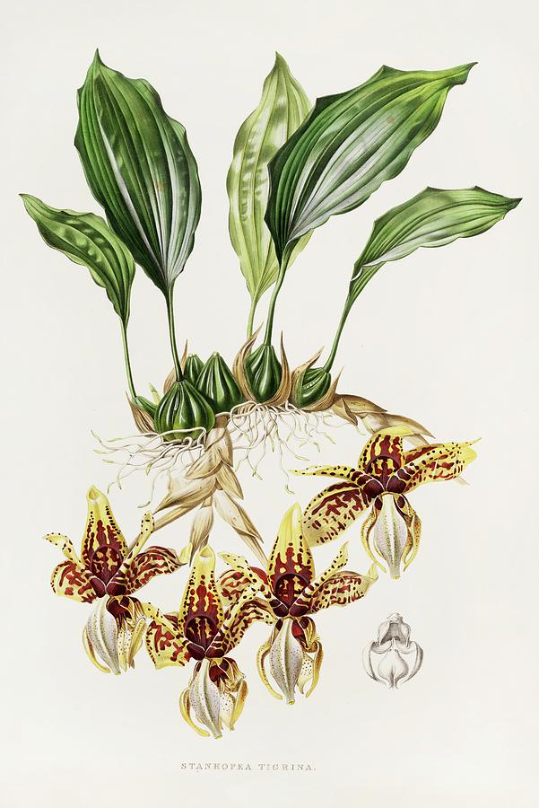 Stanhopea Tigrina Painting by James Bateman | Fine Art America