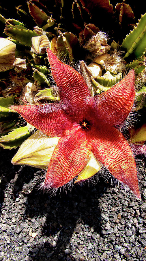 Stapelia grandiflora Starfish Cactus Photograph by Weston Westmoreland