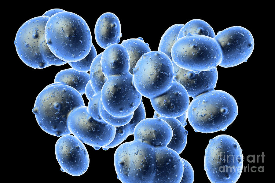 Staphylococcus Aureus Mrsa Bacteria Photograph By Robert Brook