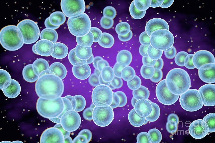 Staphylococcus Epidermidis Bacteria Photograph By Robert Brook Science