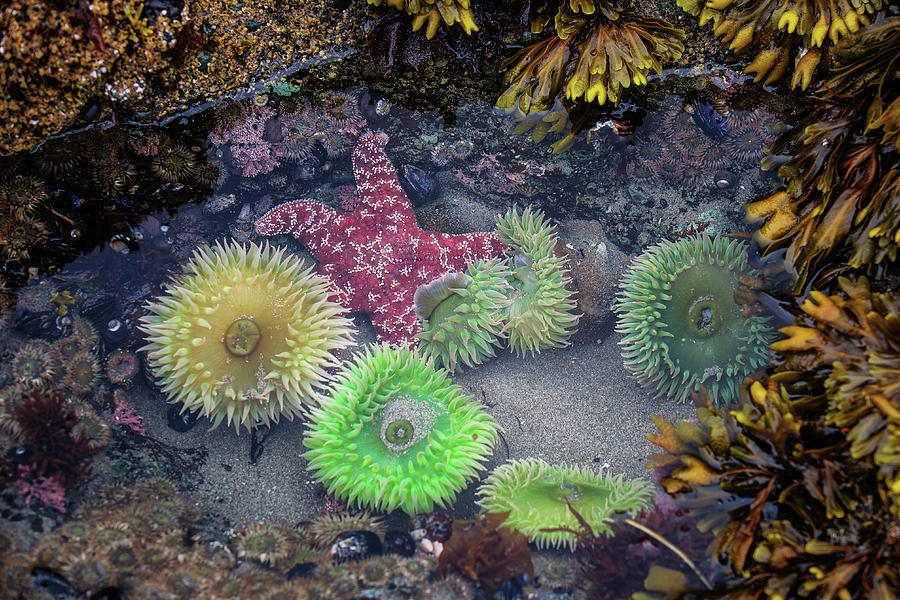 Star and Anemonias in a tide pool Photograph by Alex Mironyuk