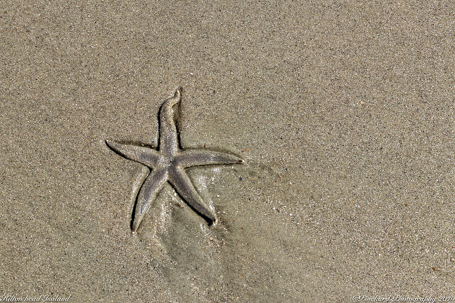 Star fish uncovered by teh receding tide by Timothy Pinckard Star fish uncovered by teh receding tide by Timothy Pinckard