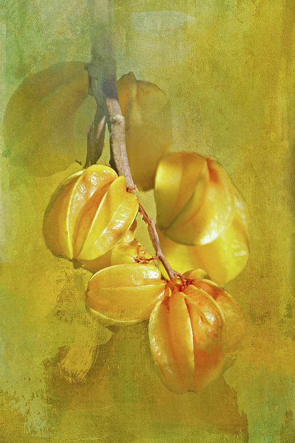 Star Fruit Photograph by HH Photography of Florida