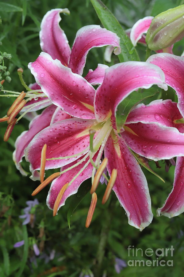 Star Gazer Lilies Photograph by Cassandra Vandenberg - Fine Art America