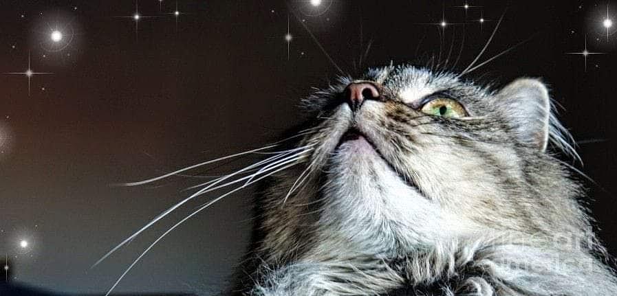 Star Gazing Kitty Photograph by Lori Lafargue