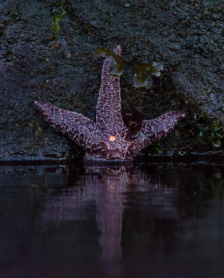 Star Light Photograph by Patrick Nowotny