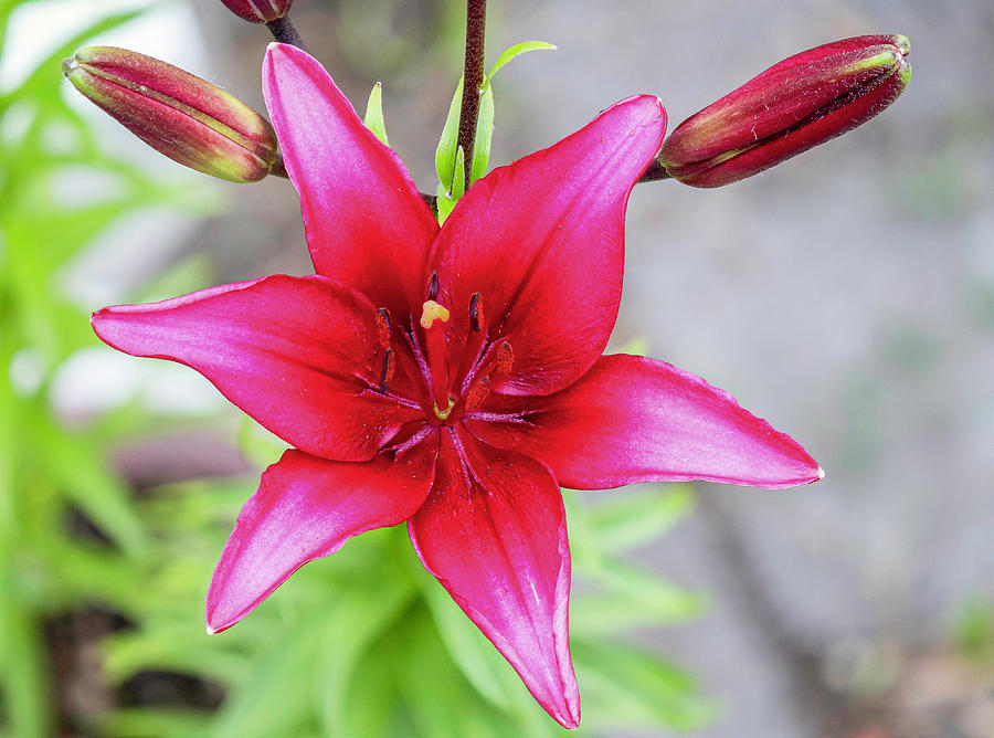 Star Lily Photograph by Timothy Anable