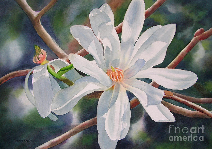 Star Magnolia and Bud Painting by Sharon Freeman