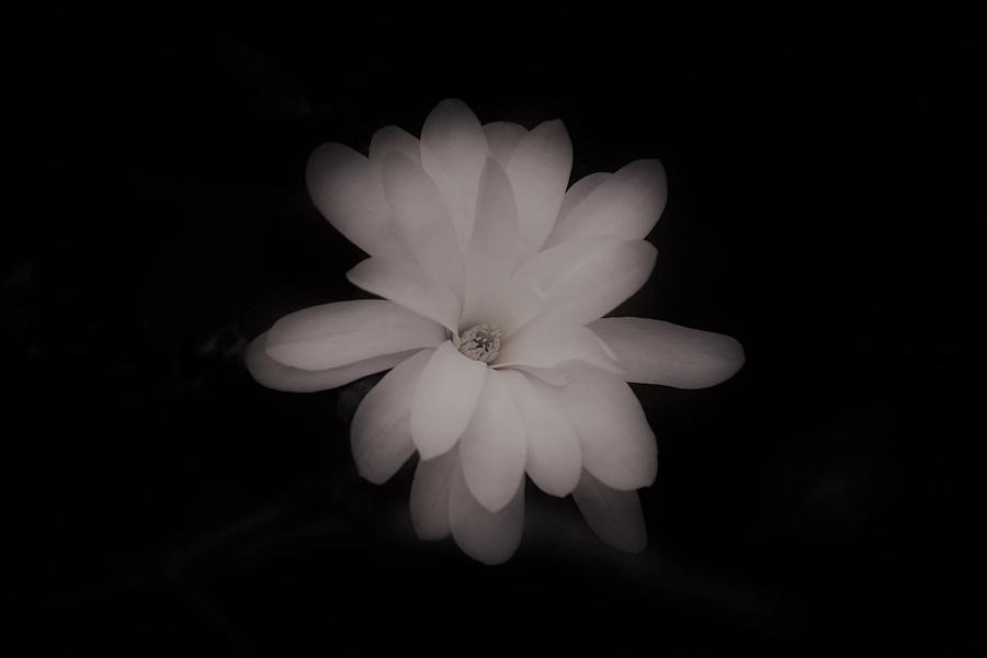 Star Magnolia Black and White by Karen Silvestri Star Magnolia Black and White by Karen Silvestri