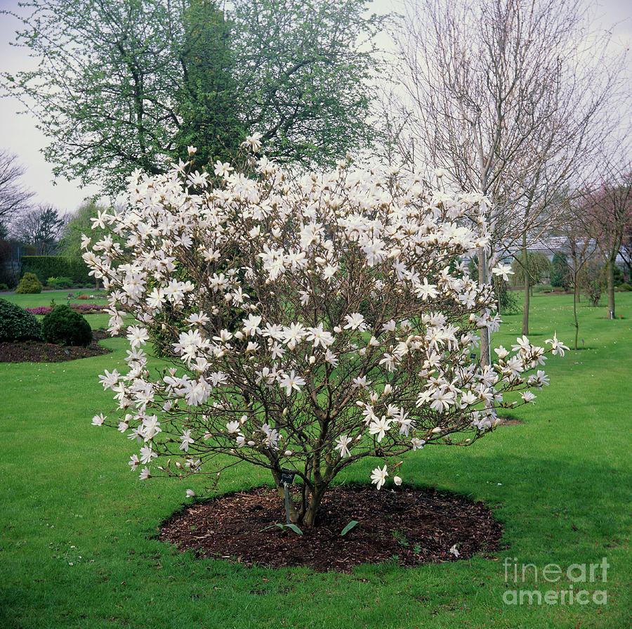 Star Magnolia Tree Photograph by Peter Etchells/science Photo Library