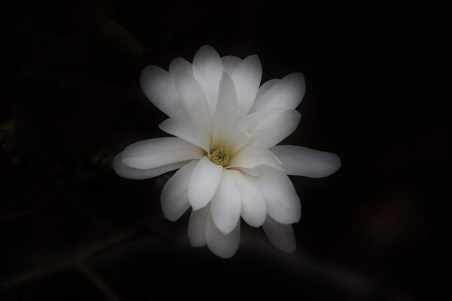 Star Magnolia With A Hint Of Color by Karen Silvestri Star Magnolia With A Hint Of Color by Karen Silvestri