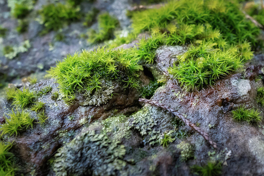 Star Moss Photograph by James Barber