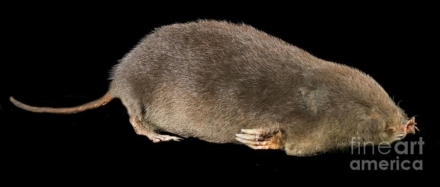 Star-nosed Mole Photograph by Natural History Museum, London/science Photo Library