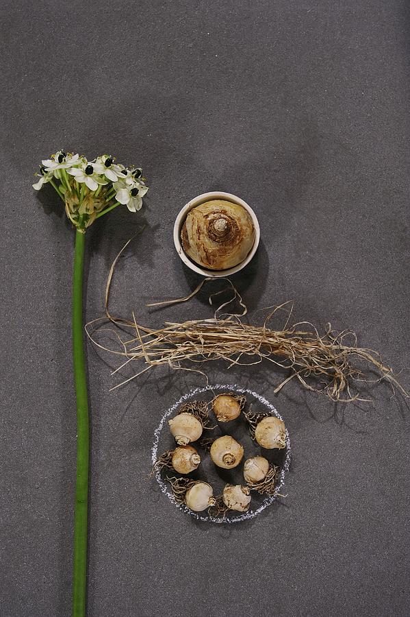 Star-of-bethlehem And Bulbs With Roots On Stone Surface Photograph by Elisabeth Berkau