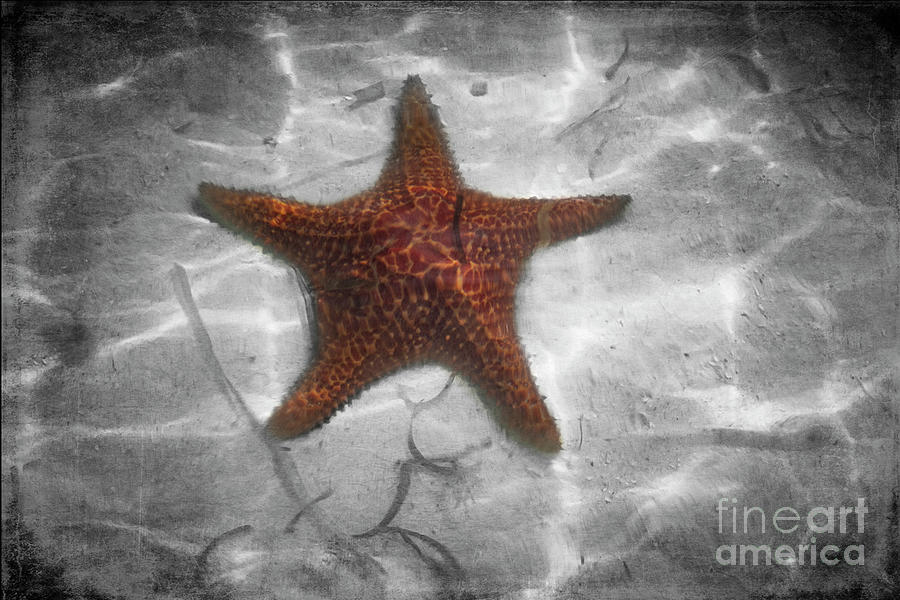Star Of The Sea Photograph by Judy Wolinsky
